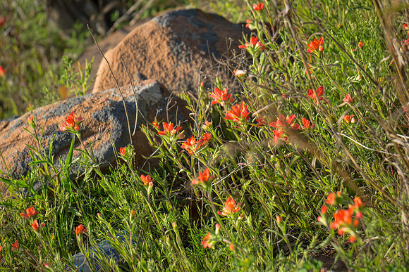 Indian Paintbrush along Willow City Loop