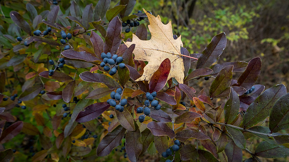 Lindenwood Nature Preserve
