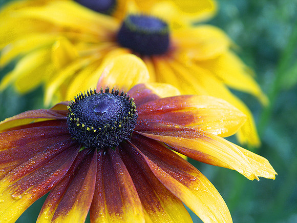 Gloriosa Daisy