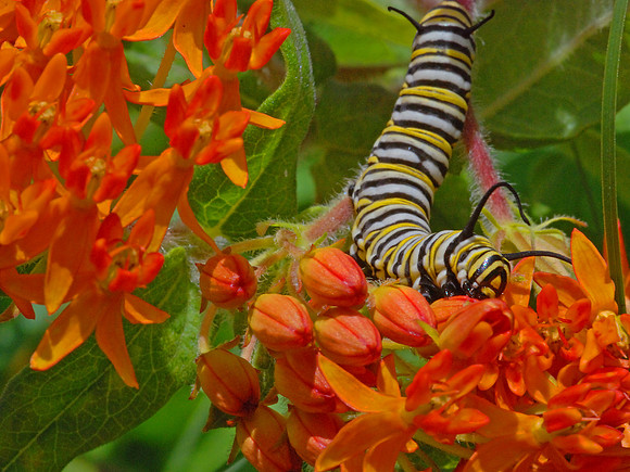 Butterfly Bush with Monarch Caterpillar