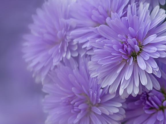 Aster