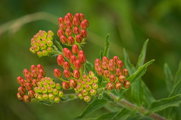 Butterfly Bush