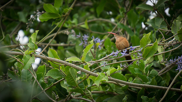 Cinnamon Hummingbird