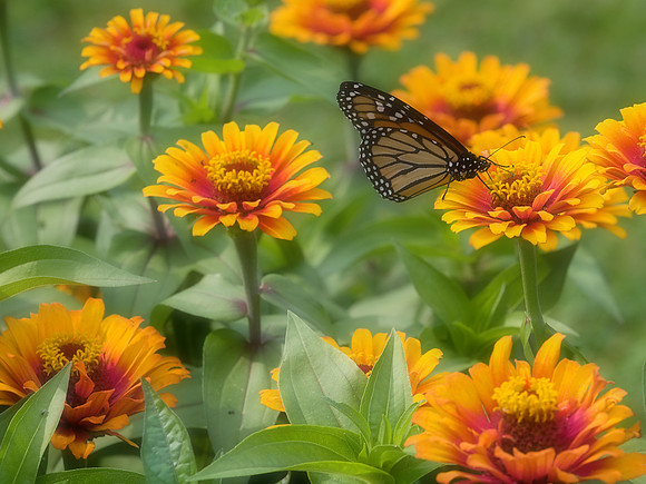 Foster Park, Fort Wayne, IN
