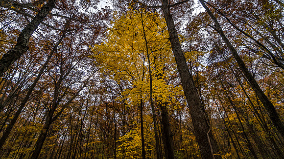 Lindenwood Nature Preserve