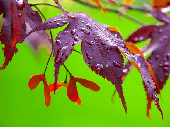 Japanese Maple