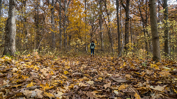 Lindenwood Nature Preserve