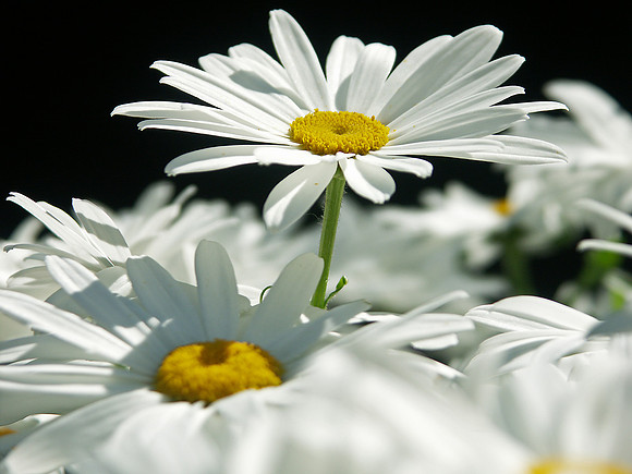 Daisy Set (2 of 3)