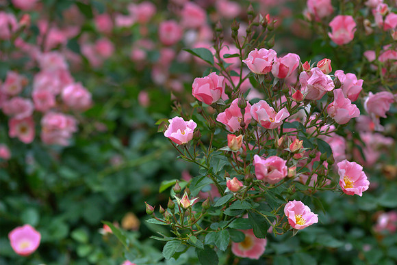 Roses