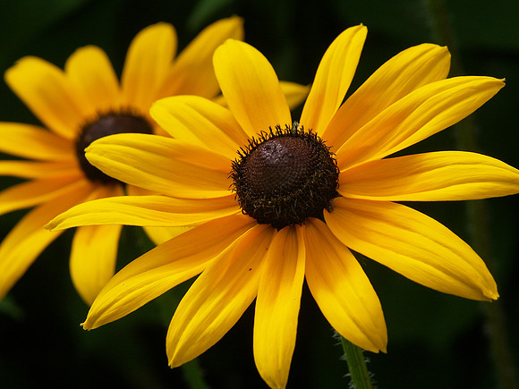 Black-eyed Susan