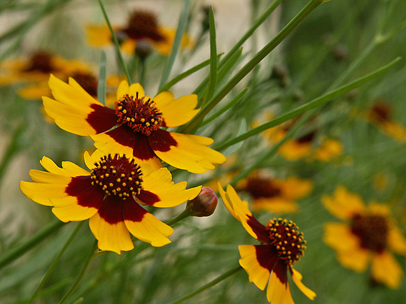 Plains Coreopsis - Wildflower