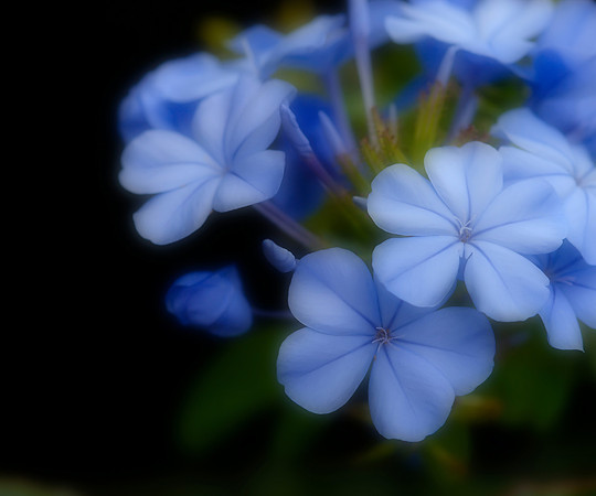 Blue Flox