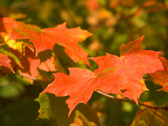Maple Leaves in the Fall