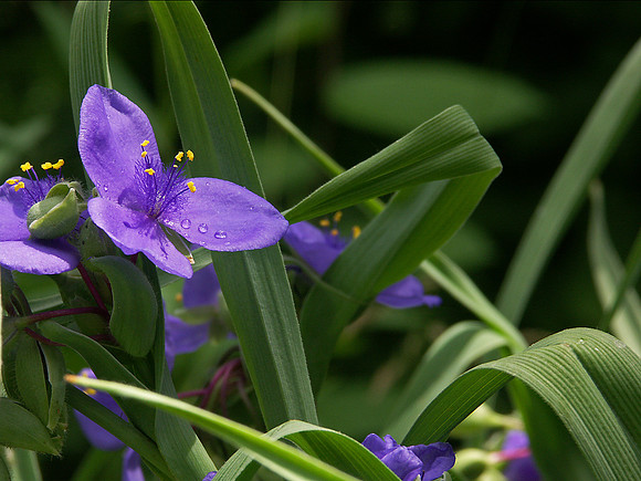 Spider Wort