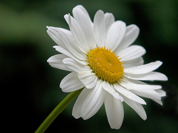 Daisy Set (3 of 3)