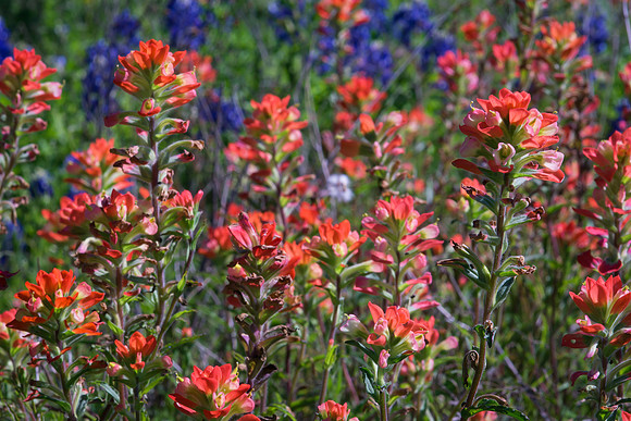 Indian Paintbrush and Bluebonnets