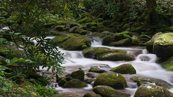 Great Smokey Mountain National Park