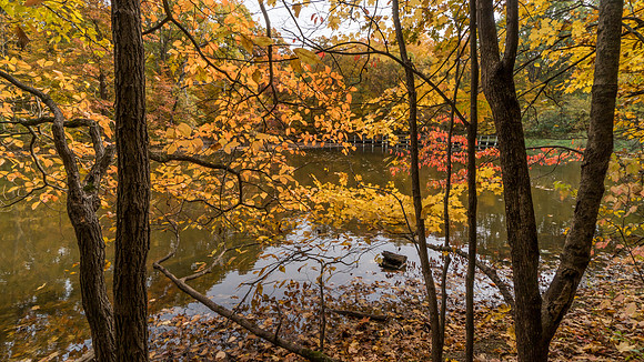 Lindenwood Nature Preserve