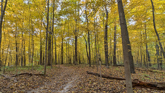 Lindenwood Nature Preserve