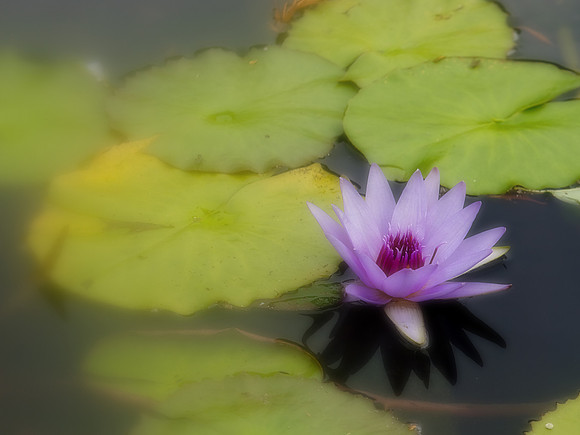 Water Lilly