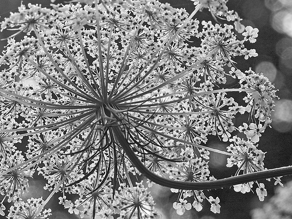 Queen Anne's Lace
