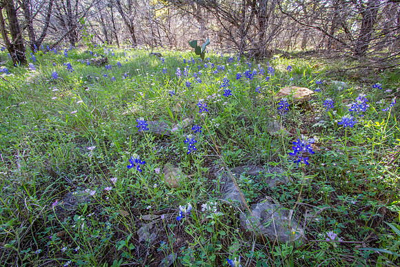Pedernales Falls State Park TX
