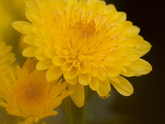 Chrysanthemum