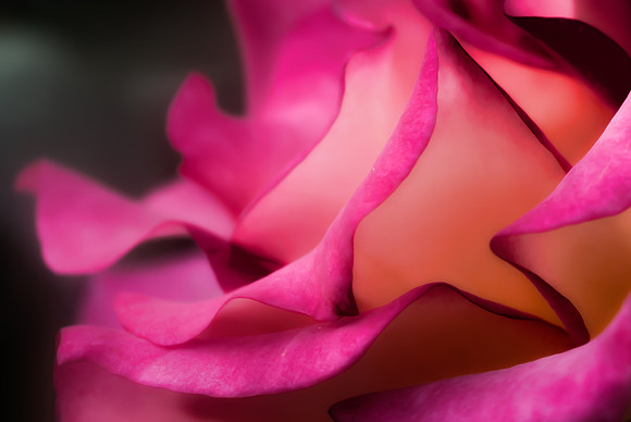 Rose Abstract