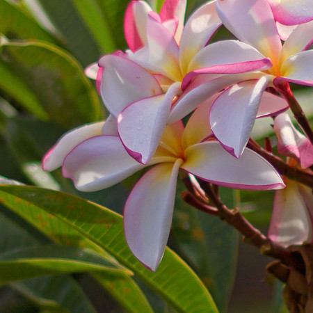 Plumeria