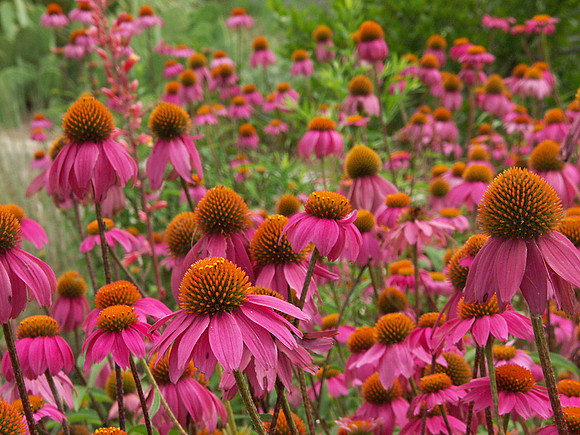 Purple Coneflowers