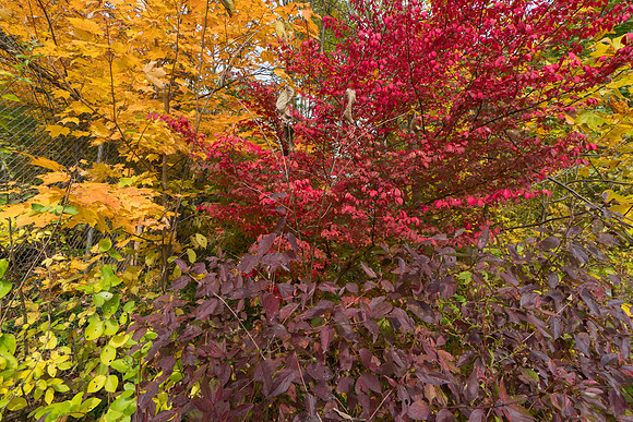 Lindenwood Nature Preserve