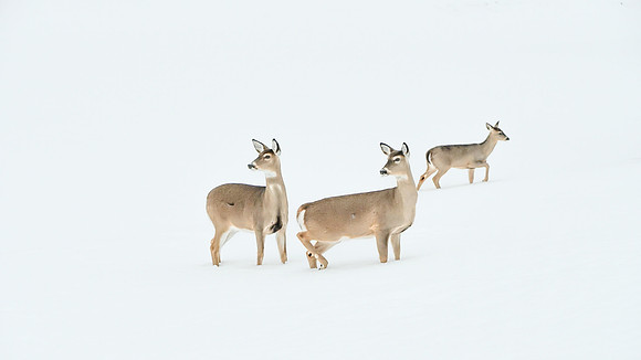 Deer in Snow