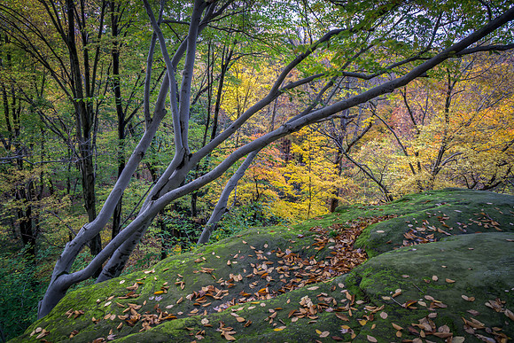 Ledges Overlook #1
