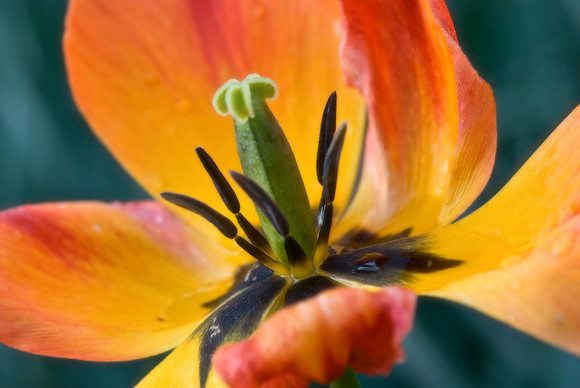 Tulip