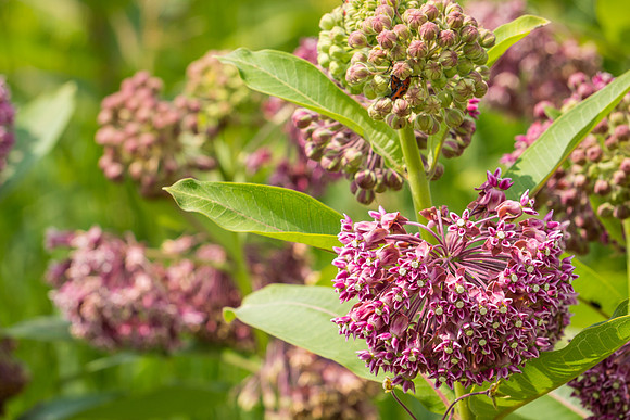Milkweed