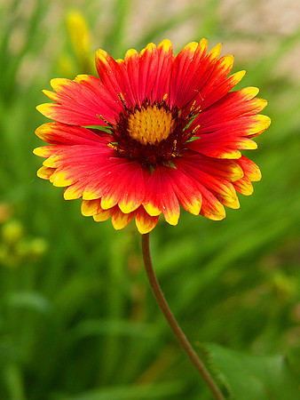 Indian Blanket Flower (Gaillardia)