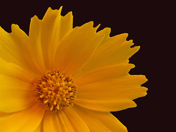 Lance-leaf Coreopsis