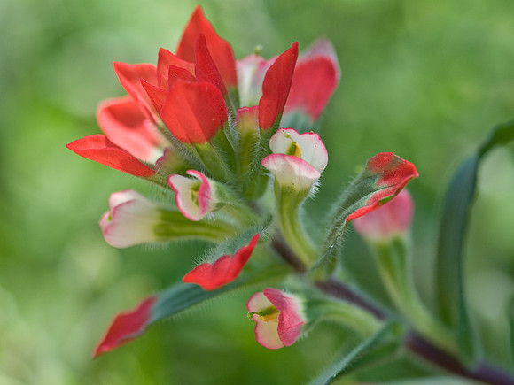 Indian Paint Brush - Wildflower