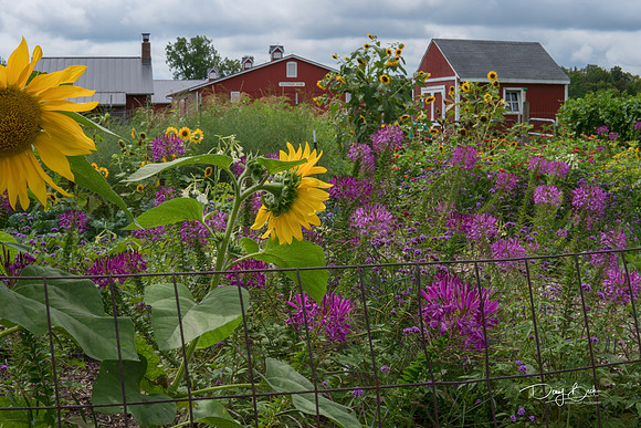Salomon Farm Park - The Old Garden